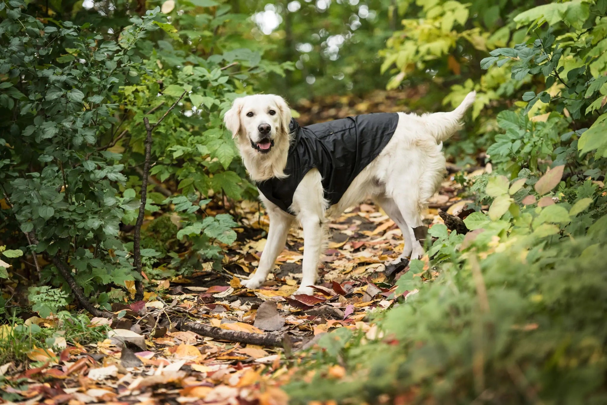 Black Packable Dog Raincoat - ItemBear.com