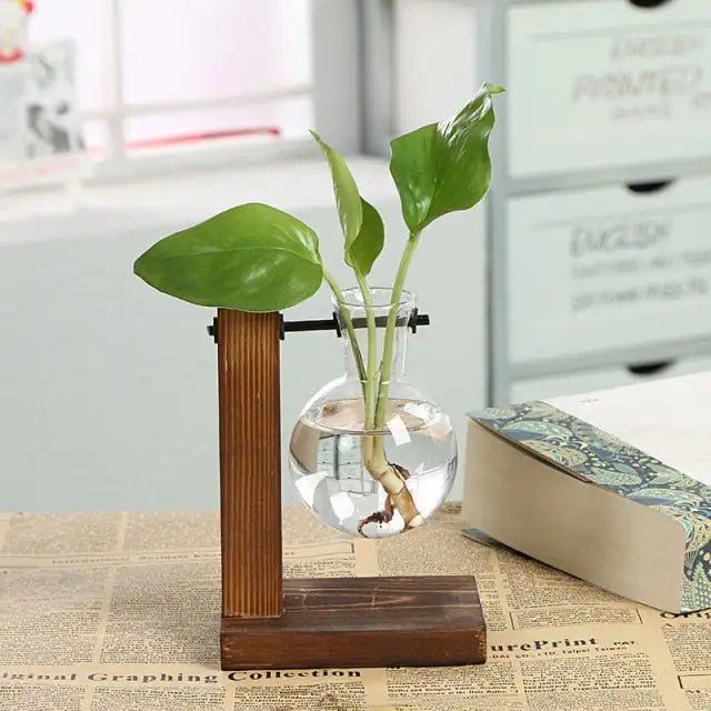 Hydroponic Transparent Plant Vases - ItemBear.com